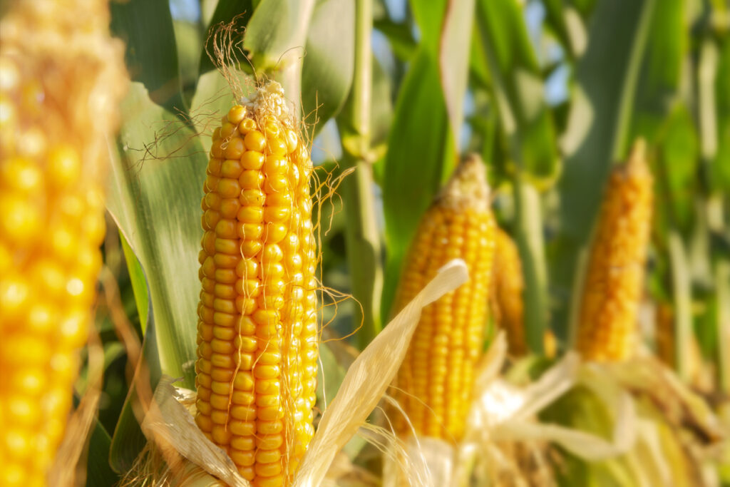 Virtual Fresh Flavors of the Season – Corn